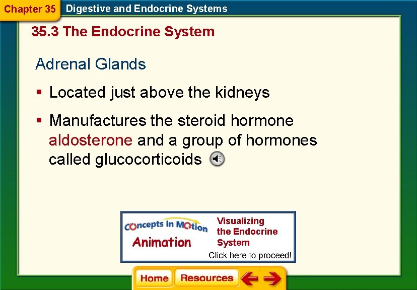 Chapter 35 Digestive and Endocrine Systems 35. 3 The Endocrine System Adrenal Glands §