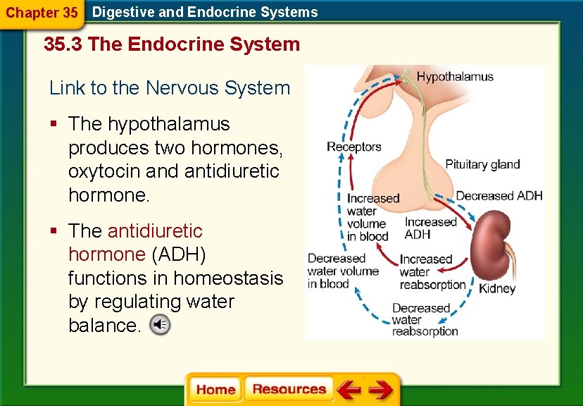 Chapter 35 Digestive and Endocrine Systems 35. 3 The Endocrine System Link to the