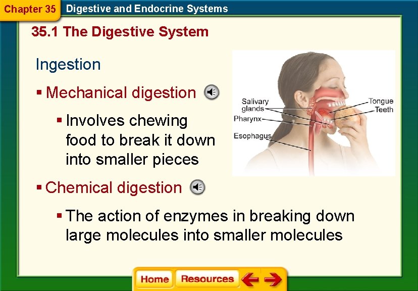 Chapter 35 Digestive and Endocrine Systems 35. 1 The Digestive System Ingestion § Mechanical