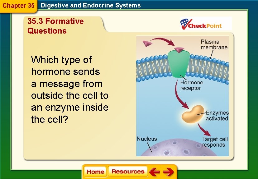 Chapter 35 Digestive and Endocrine Systems 35. 3 Formative Questions Which type of hormone
