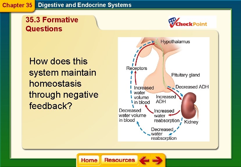 Chapter 35 Digestive and Endocrine Systems 35. 3 Formative Questions How does this system