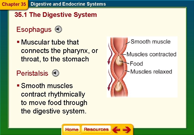 Chapter 35 Digestive and Endocrine Systems 35. 1 The Digestive System Esophagus § Muscular