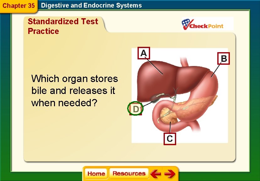 Chapter 35 Digestive and Endocrine Systems Standardized Test Practice Which organ stores bile and