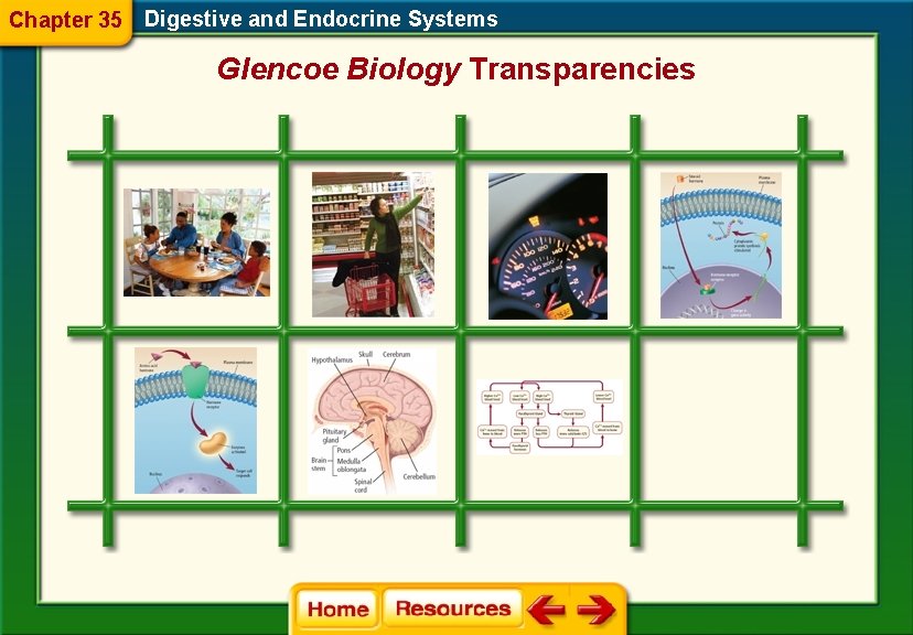 Chapter 35 Digestive and Endocrine Systems Glencoe Biology Transparencies 