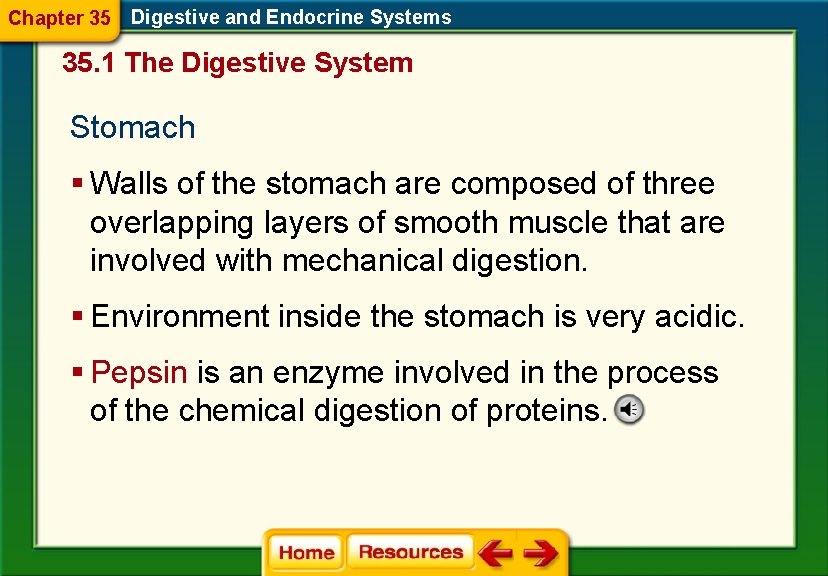 Chapter 35 Digestive and Endocrine Systems 35. 1 The Digestive System Stomach § Walls