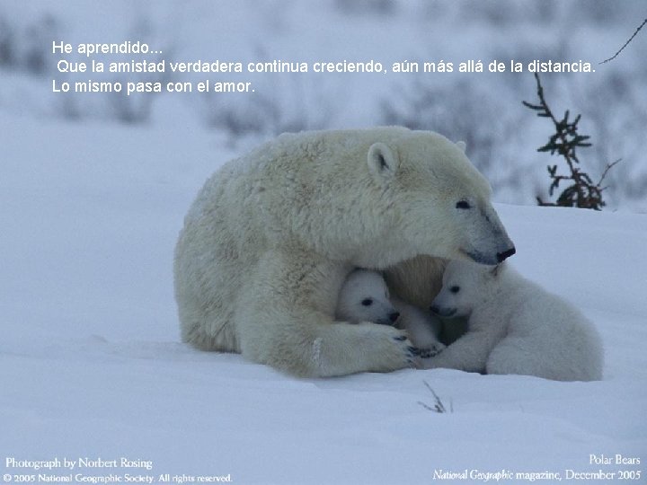 He aprendido. . . Que la amistad verdadera continua creciendo, aún más allá de