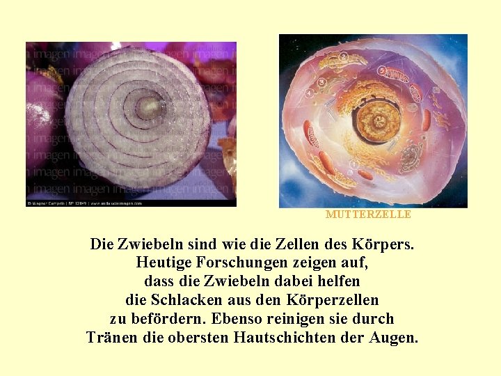 MUTTERZELLE Die Zwiebeln sind wie die Zellen des Körpers. Heutige Forschungen zeigen auf, dass