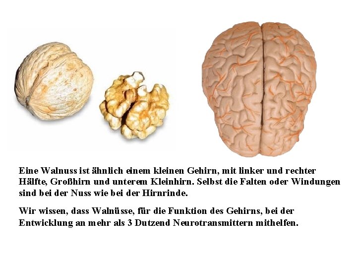 Eine Walnuss ist ähnlich einem kleinen Gehirn, mit linker und rechter Hälfte, Großhirn und