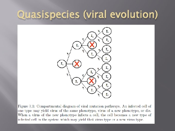 Quasispecies (viral evolution) 
