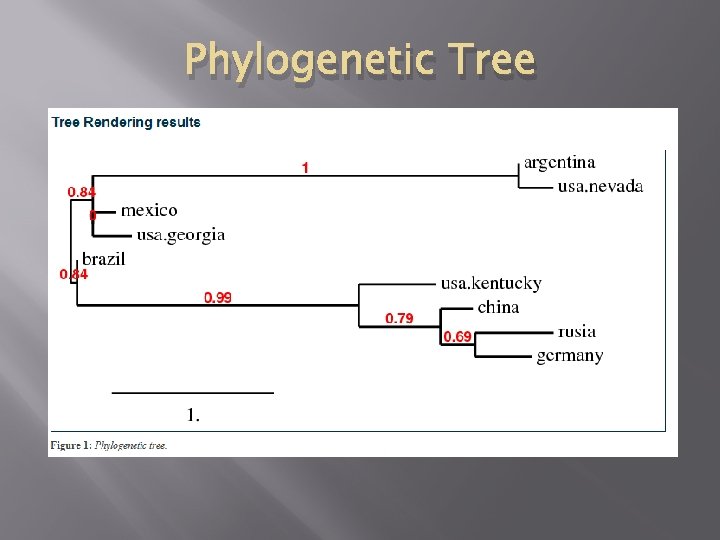 Phylogenetic Tree 