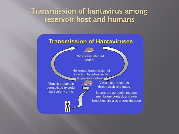 Transmission of hantavirus among reservoir host and humans 