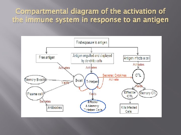 Compartmental diagram of the activation of the immune system in response to an antigen