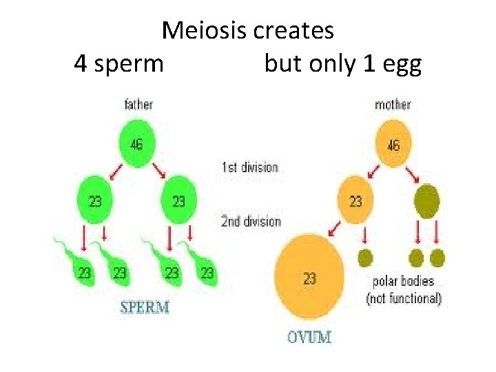 Meiosis creates 4 sperm but only 1 egg 