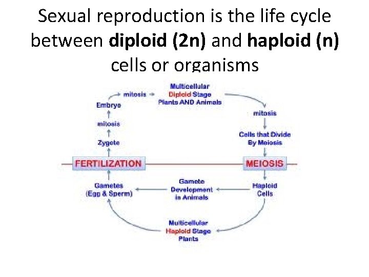 Sexual reproduction is the life cycle between diploid (2 n) and haploid (n) cells