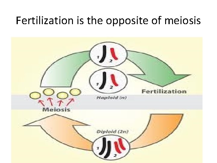 Fertilization is the opposite of meiosis 