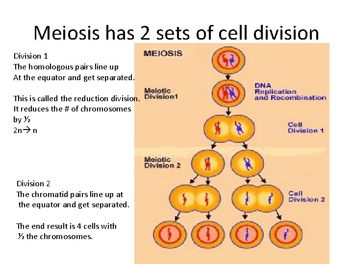 Meiosis has 2 sets of cell division Division 1 The homologous pairs line up