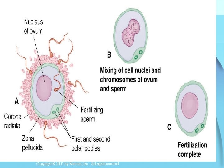 Copyright © 2005 by Elsevier, Inc. All rights reserved. 