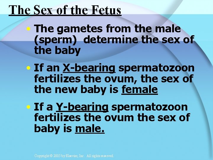 The Sex of the Fetus • The gametes from the male (sperm) determine the