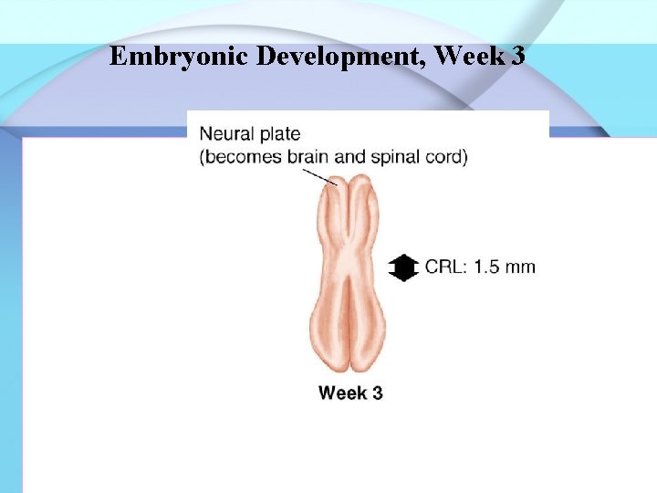 Embryonic Development, Week 3 Fig. 12 -5 a 