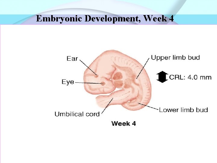 Embryonic Development, Week 4 Fig. 12 -5 b 