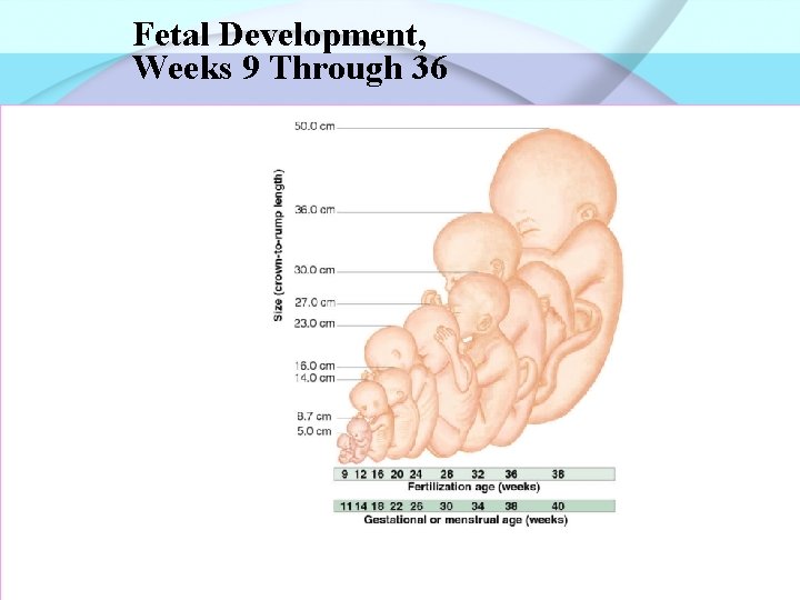 Fetal Development, Weeks 9 Through 36 Fig. 12 -6 