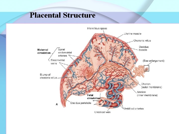 Placental Structure Fig. 12 -7 