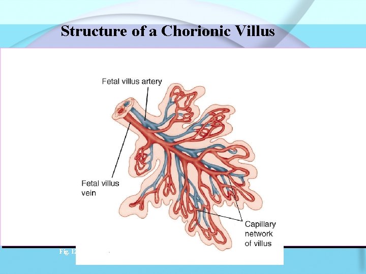 Structure of a Chorionic Villus Fig. 12 -7 