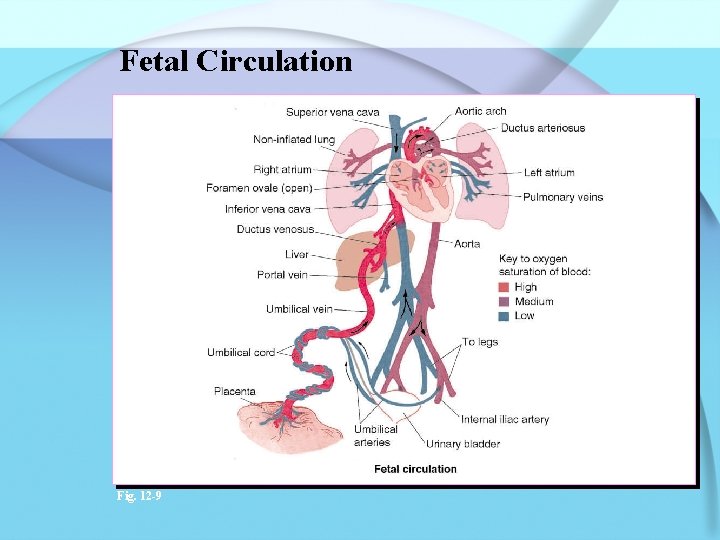 Fetal Circulation Fig. 12 -9 