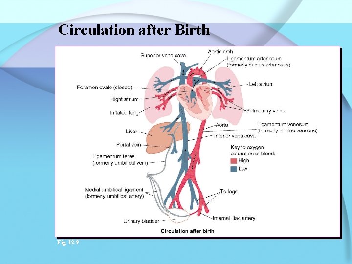 Circulation after Birth Fig. 12 -9 