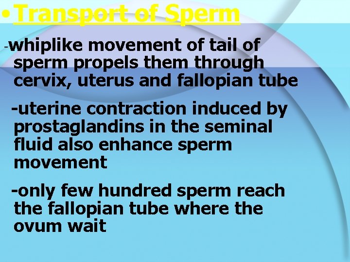  • Transport of Sperm -whiplike movement of tail of sperm propels them through