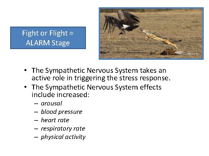 Fight or Flight = ALARM Stage • The Sympathetic Nervous System takes an active