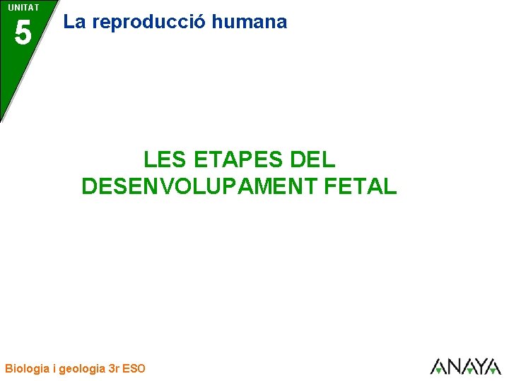 UNITAT 5 La reproducció humana LES ETAPES DEL DESENVOLUPAMENT FETAL Biologia i geologia 3