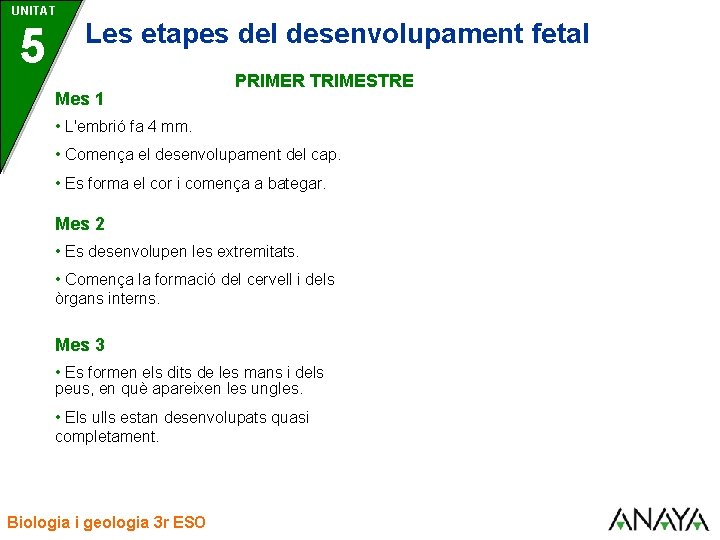 UNITAT 5 Les etapes del desenvolupament fetal Mes 1 PRIMER TRIMESTRE • L'embrió fa