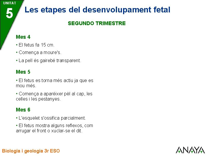 UNITAT 5 Les etapes del desenvolupament fetal SEGUNDO TRIMESTRE Mes 4 • El fetus