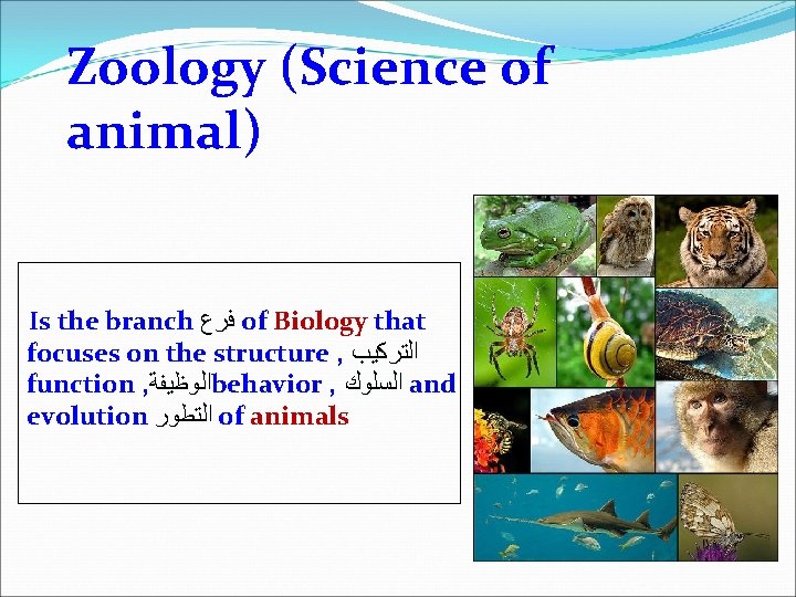 Zoology (Science of animal) Is the branch ﻓﺮﻉ of Biology that focuses on the
