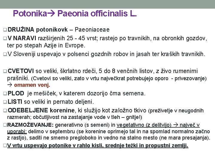 Potonika Paeonia officinalis L. q. DRUŽINA potonikovk – Paeoniaceae q. V NARAVI razširjenih 25