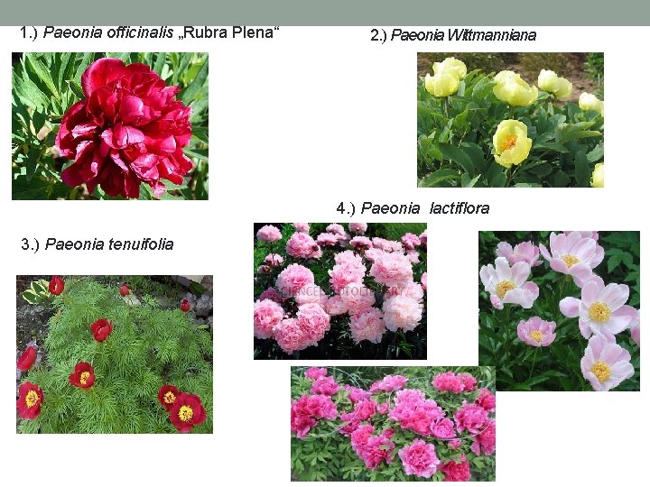 1. ) Paeonia officinalis „Rubra Plena“ 2. ) Paeonia Wittmanniana 4. ) Paeonia lactiflora