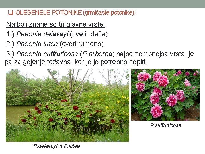 q OLESENELE POTONIKE (grmičaste potonike): Najbolj znane so tri glavne vrste: 1. ) Paeonia