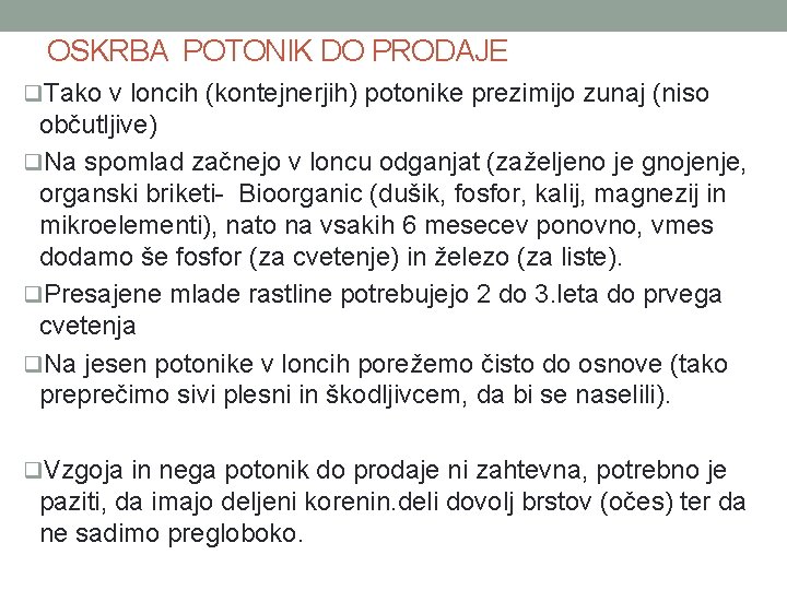 OSKRBA POTONIK DO PRODAJE q. Tako v loncih (kontejnerjih) potonike prezimijo zunaj (niso občutljive)