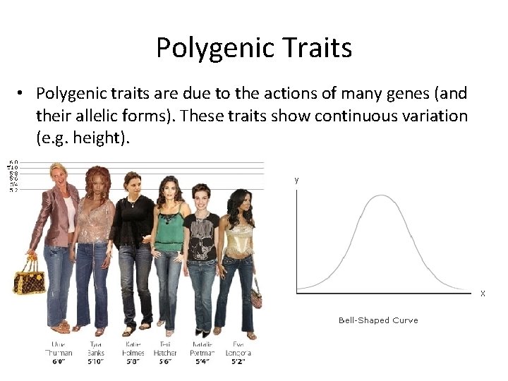 Polygenic Traits • Polygenic traits are due to the actions of many genes (and