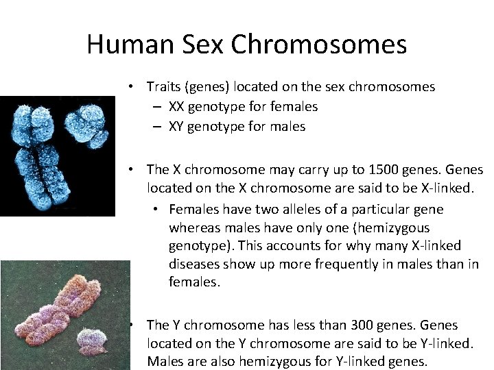 Human Sex Chromosomes • Traits (genes) located on the sex chromosomes – XX genotype