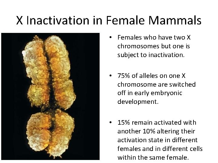 X Inactivation in Female Mammals • Females who have two X chromosomes but one