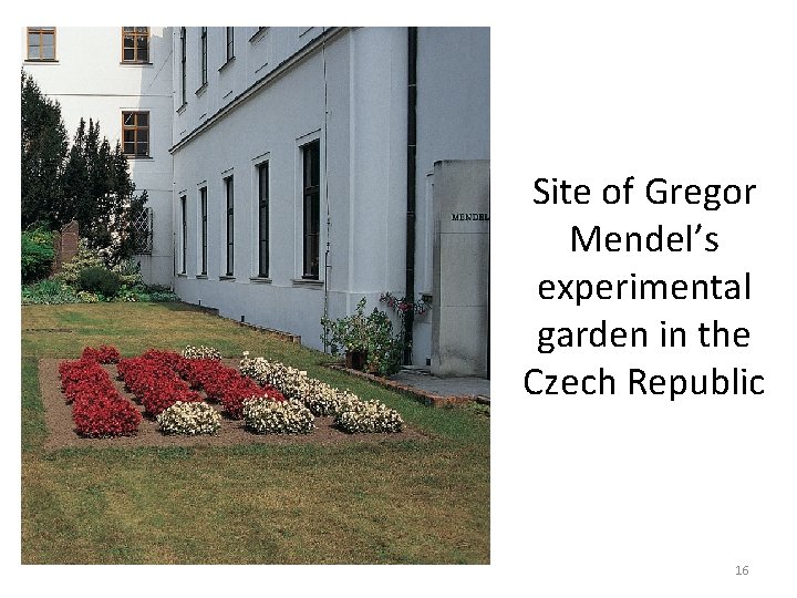 Site of Gregor Mendel’s experimental garden in the Czech Republic 16 