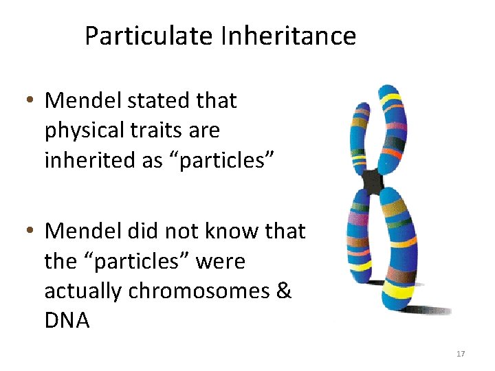 Particulate Inheritance • Mendel stated that physical traits are inherited as “particles” • Mendel