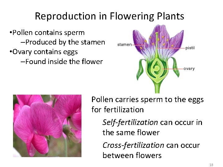 Reproduction in Flowering Plants • Pollen contains sperm –Produced by the stamen • Ovary