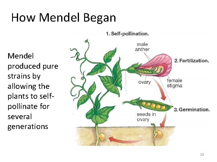 How Mendel Began Mendel produced pure strains by allowing the plants to selfpollinate for