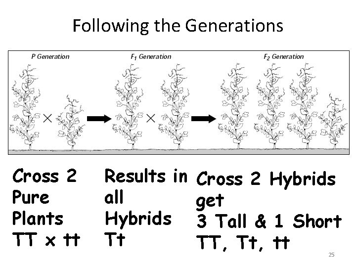 Following the Generations Cross 2 Pure Plants TT x tt Results in all Hybrids