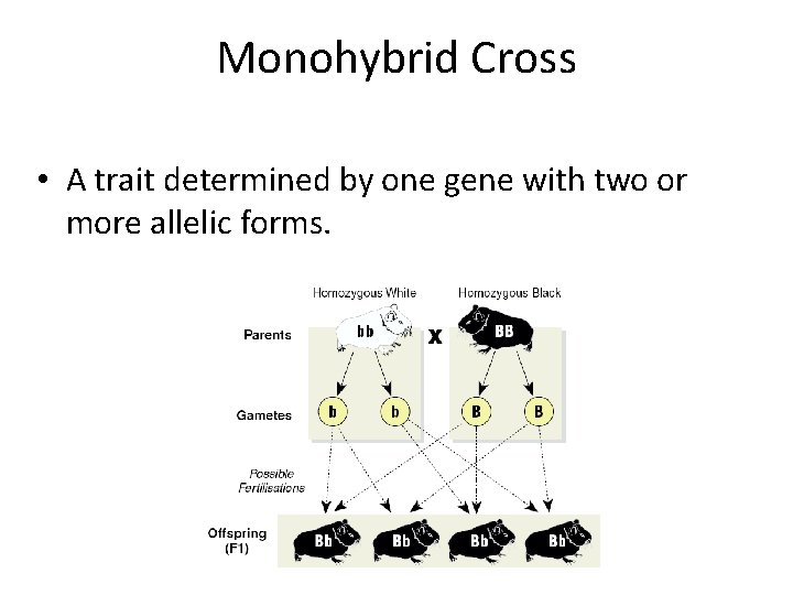 Monohybrid Cross • A trait determined by one gene with two or more allelic