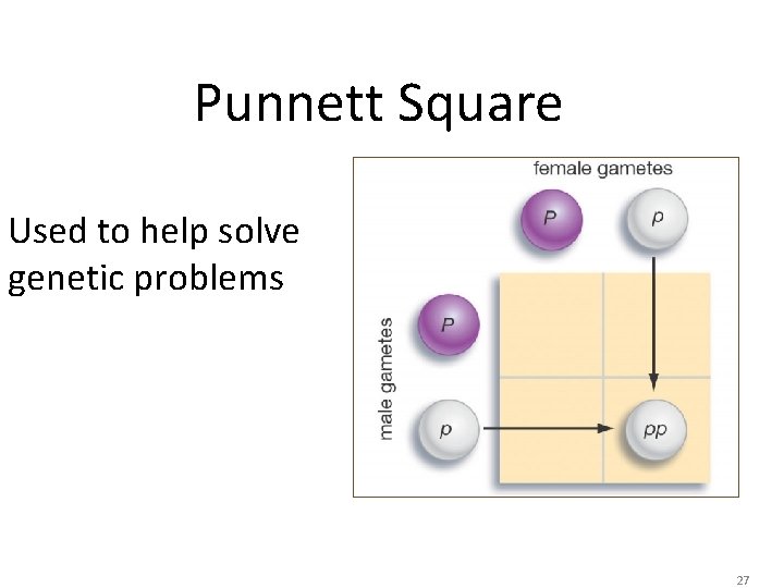 Punnett Square Used to help solve genetic problems 27 