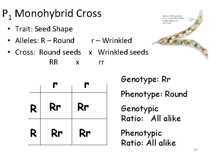 P 1 Monohybrid Cross • Trait: Seed Shape • Alleles: R – Round r
